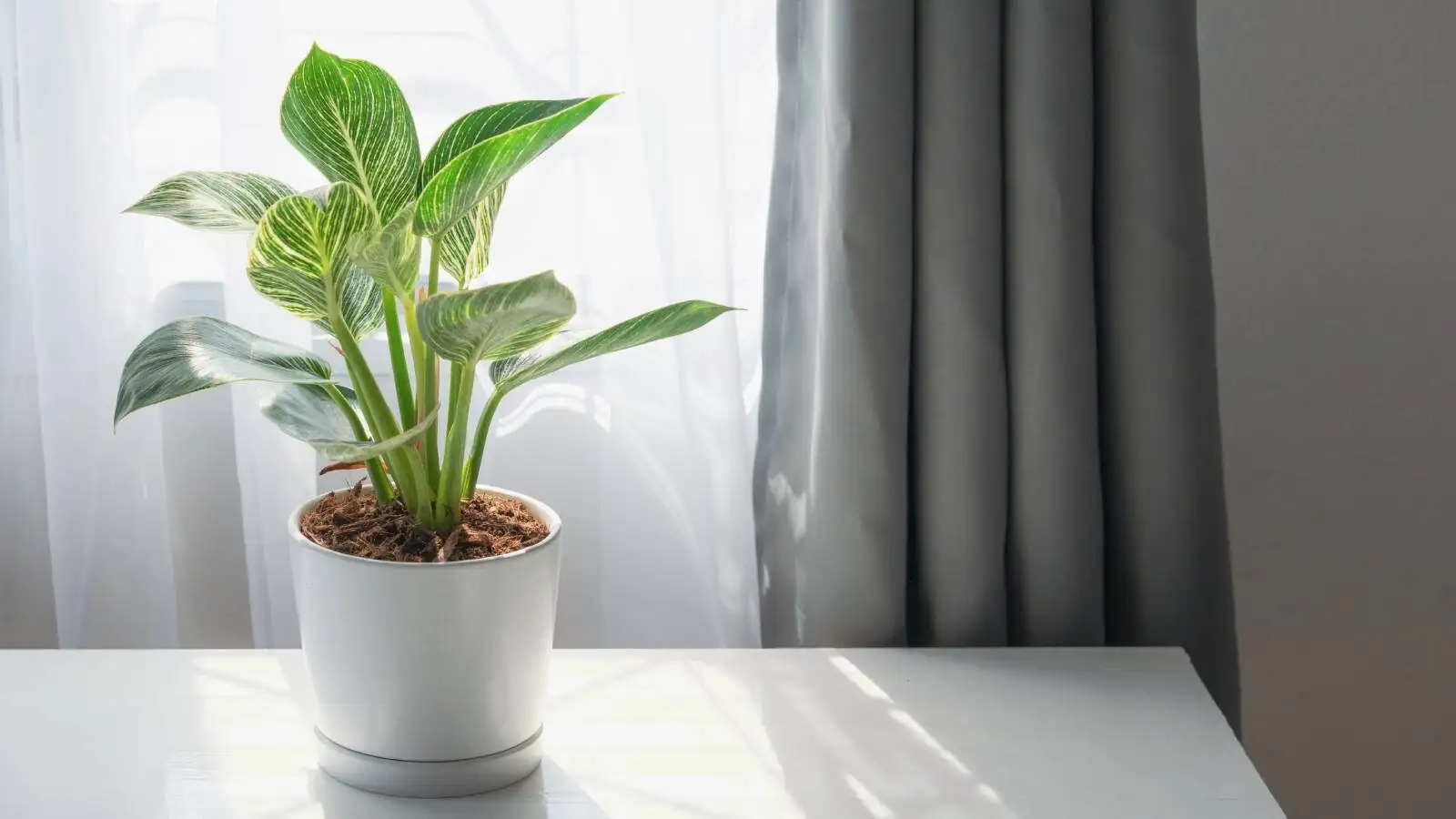 oncidium windowsill bright indirect light
