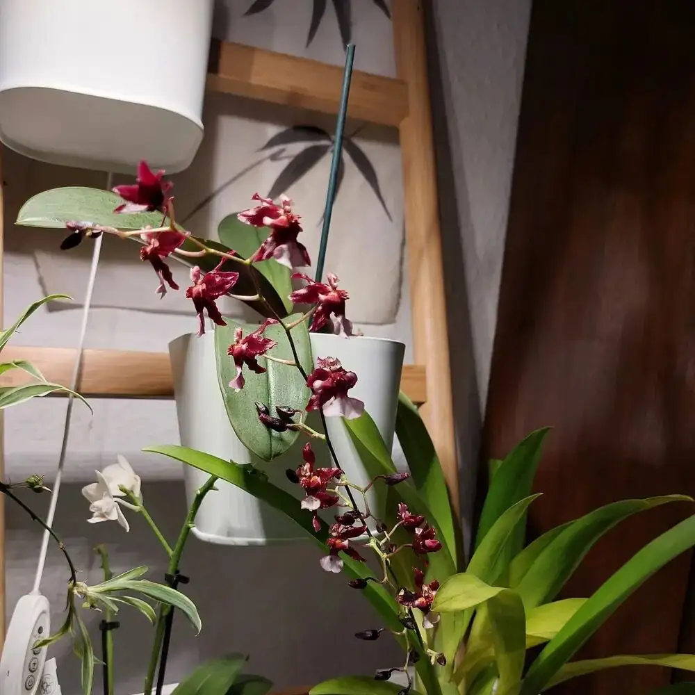 oncidium hybrid colorful varieties display