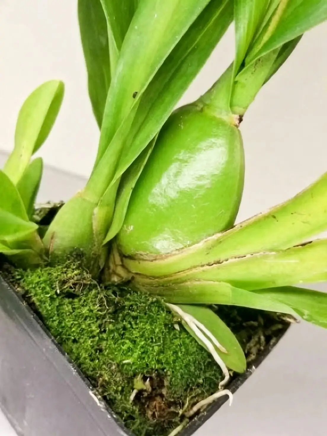 Oncidium pseudobulb close-up