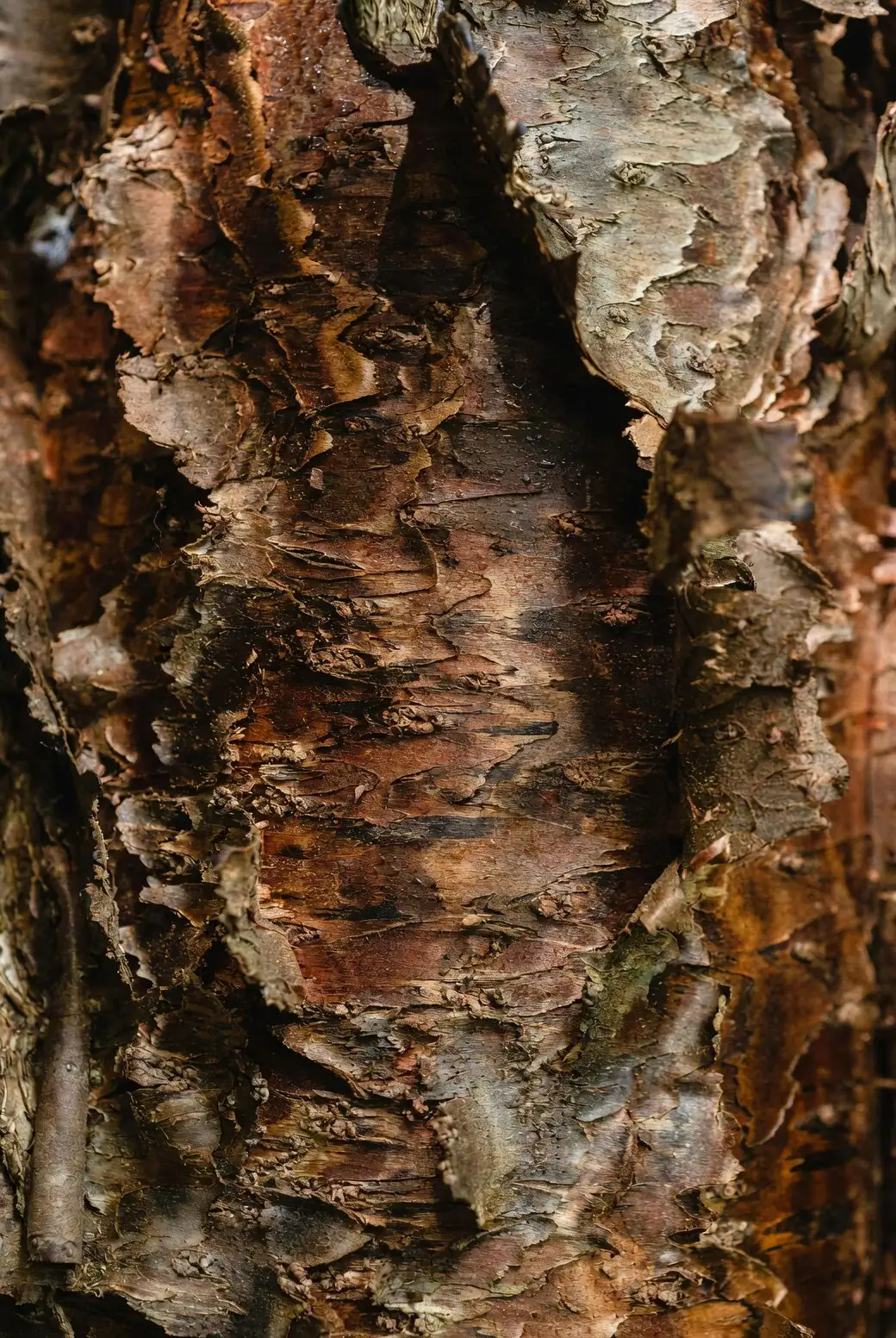 Oncidium watering bark medium