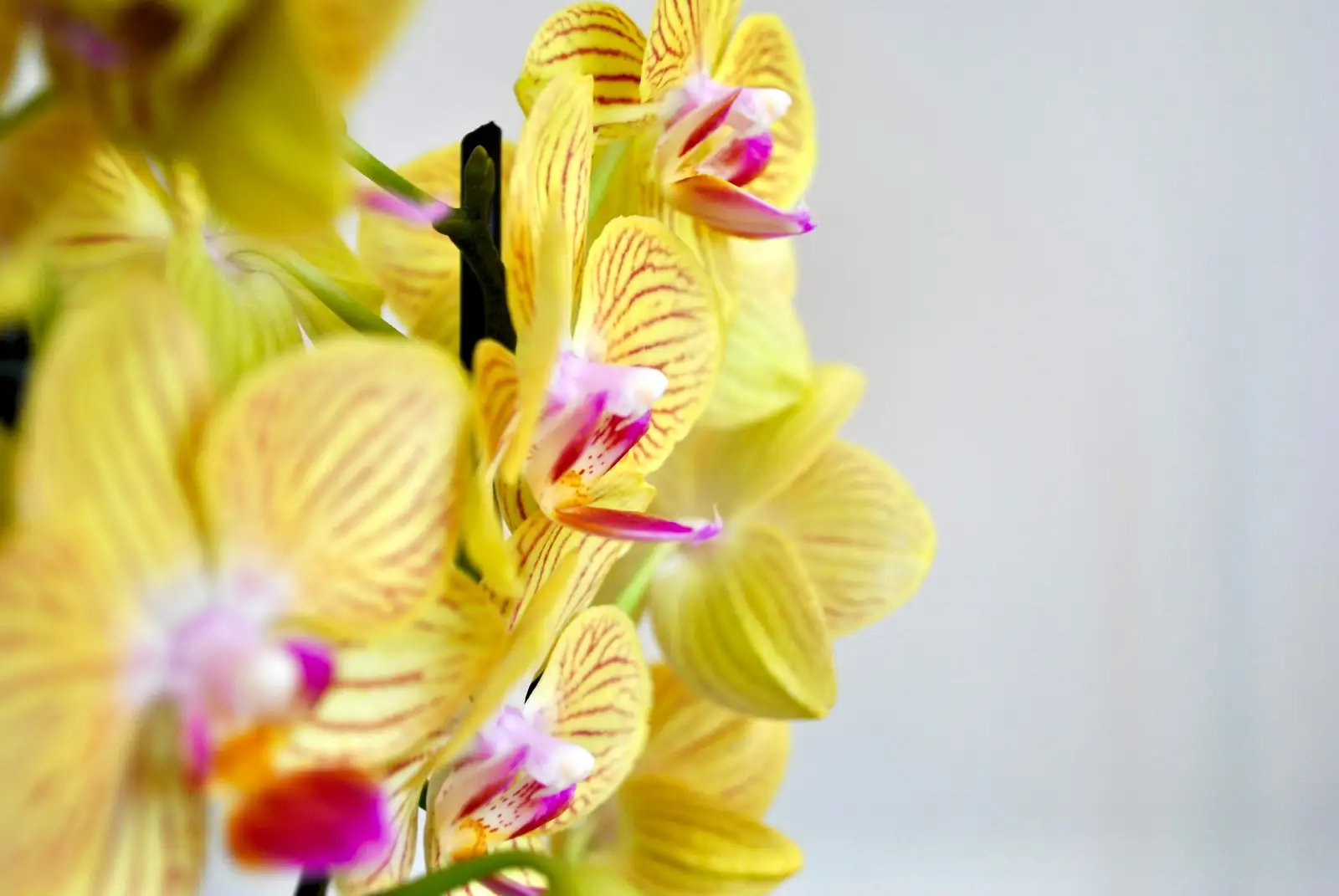 Oncidium flower spike staking