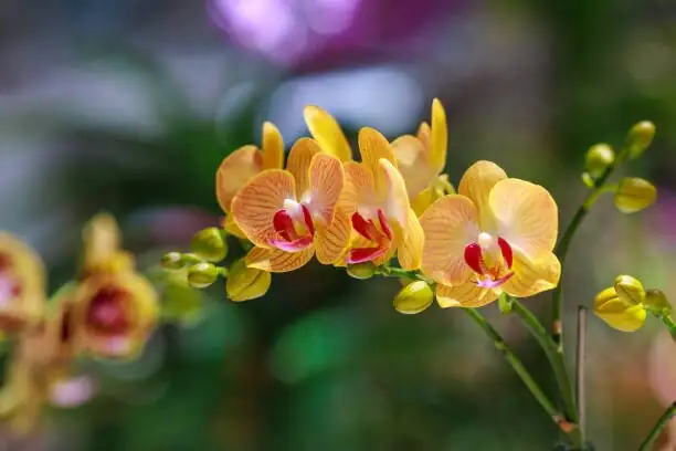 dancing lady orchid flower close-up