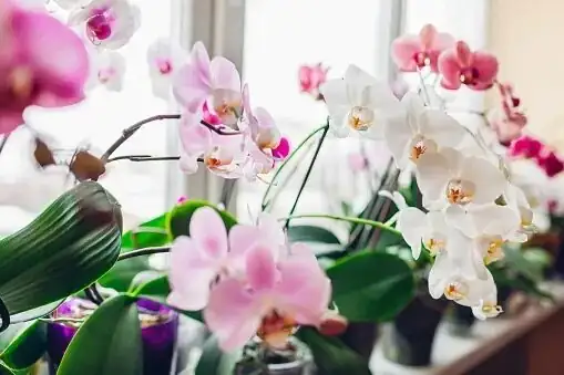 oncidium orchid bright window watering