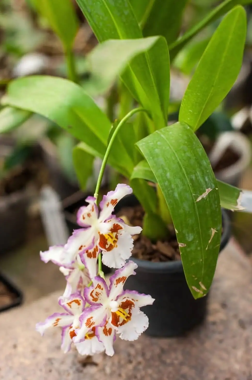 dancing lady orchid pseudobulb close-up