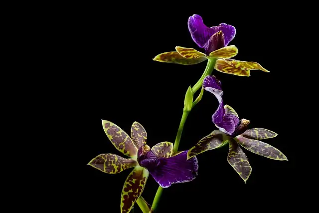dancing lady orchid tall matte pot