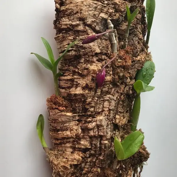 cork bark tree fern mount boards
