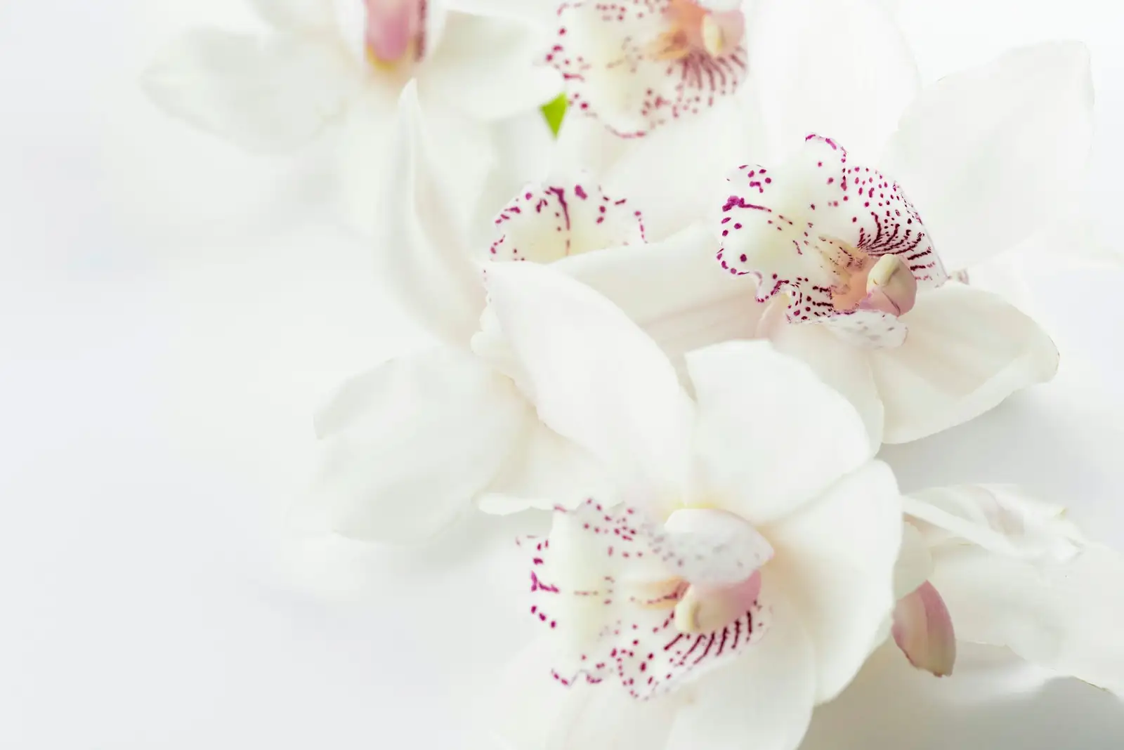 oncidium orchid mounting on cork
