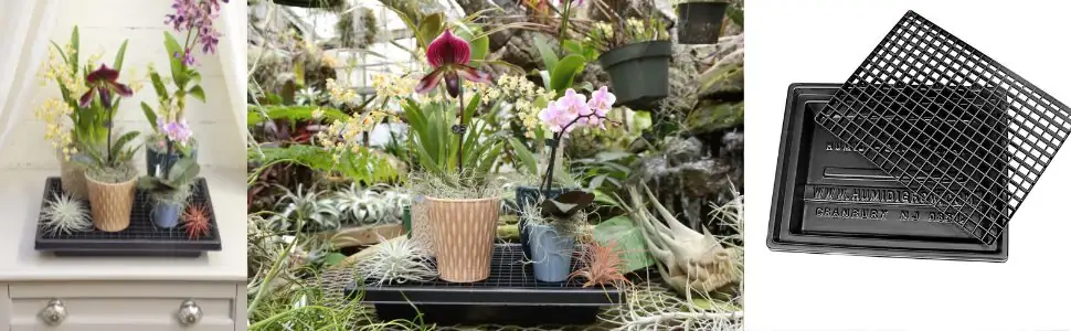 oncidium orchid humidity tray fan