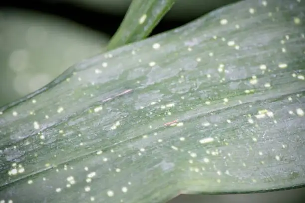 Oncidium Sharry Baby leaf spots close-up