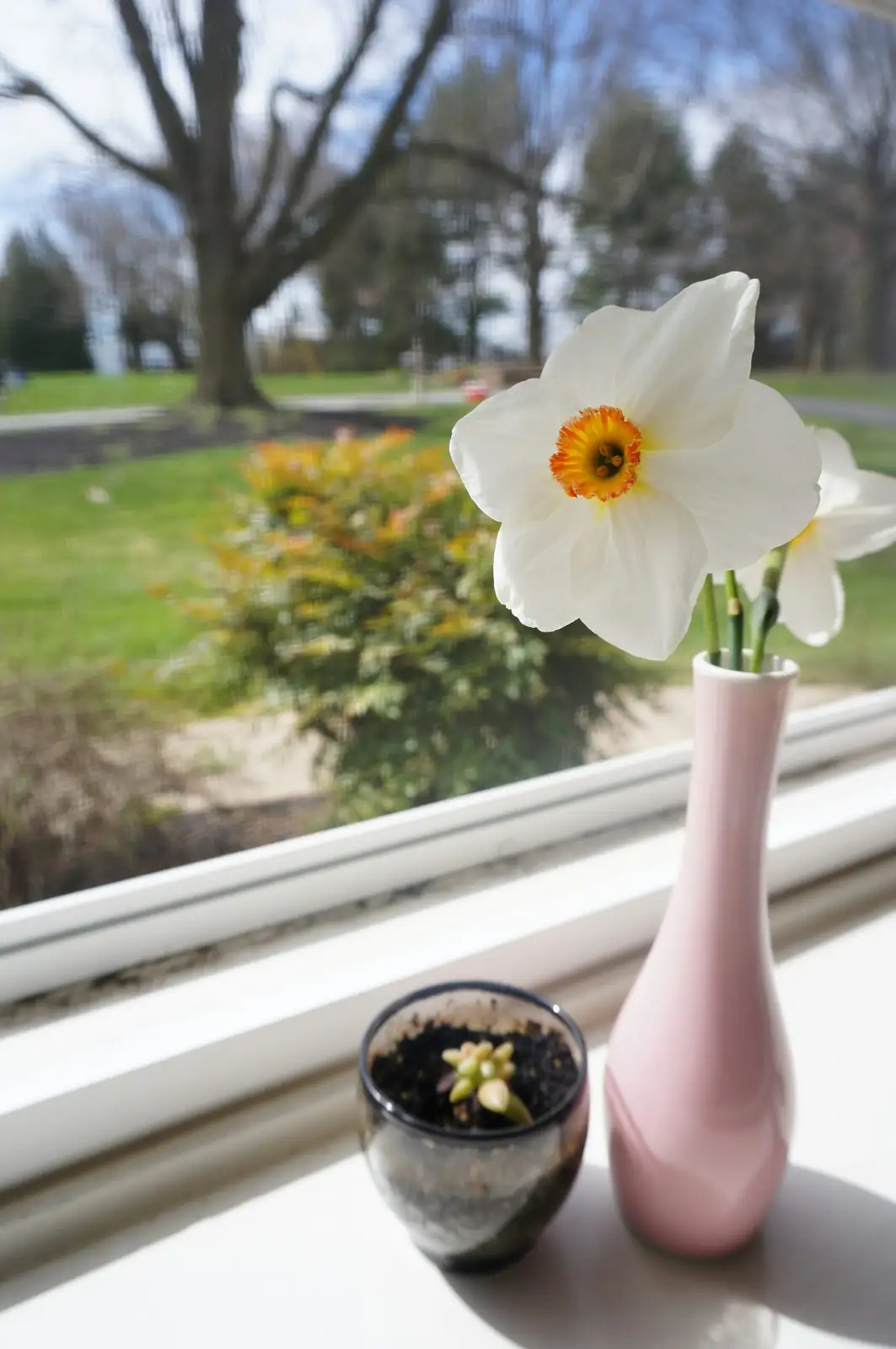 Oncidium Twinkle white flowers windowsill