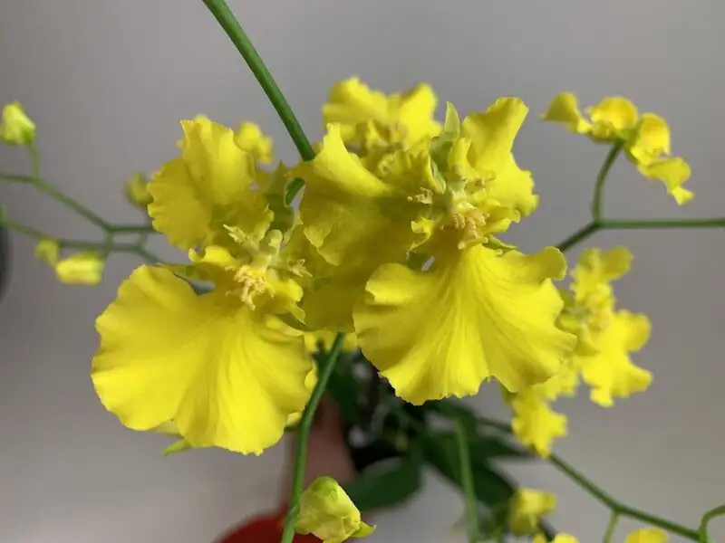 Oncidium Gower Ramsey yellow spray