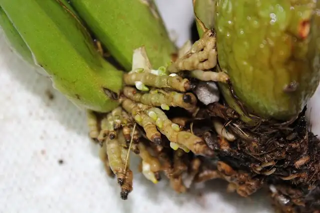 oncidium new root tips close-up