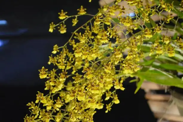 oncidium pseudobulb division hands