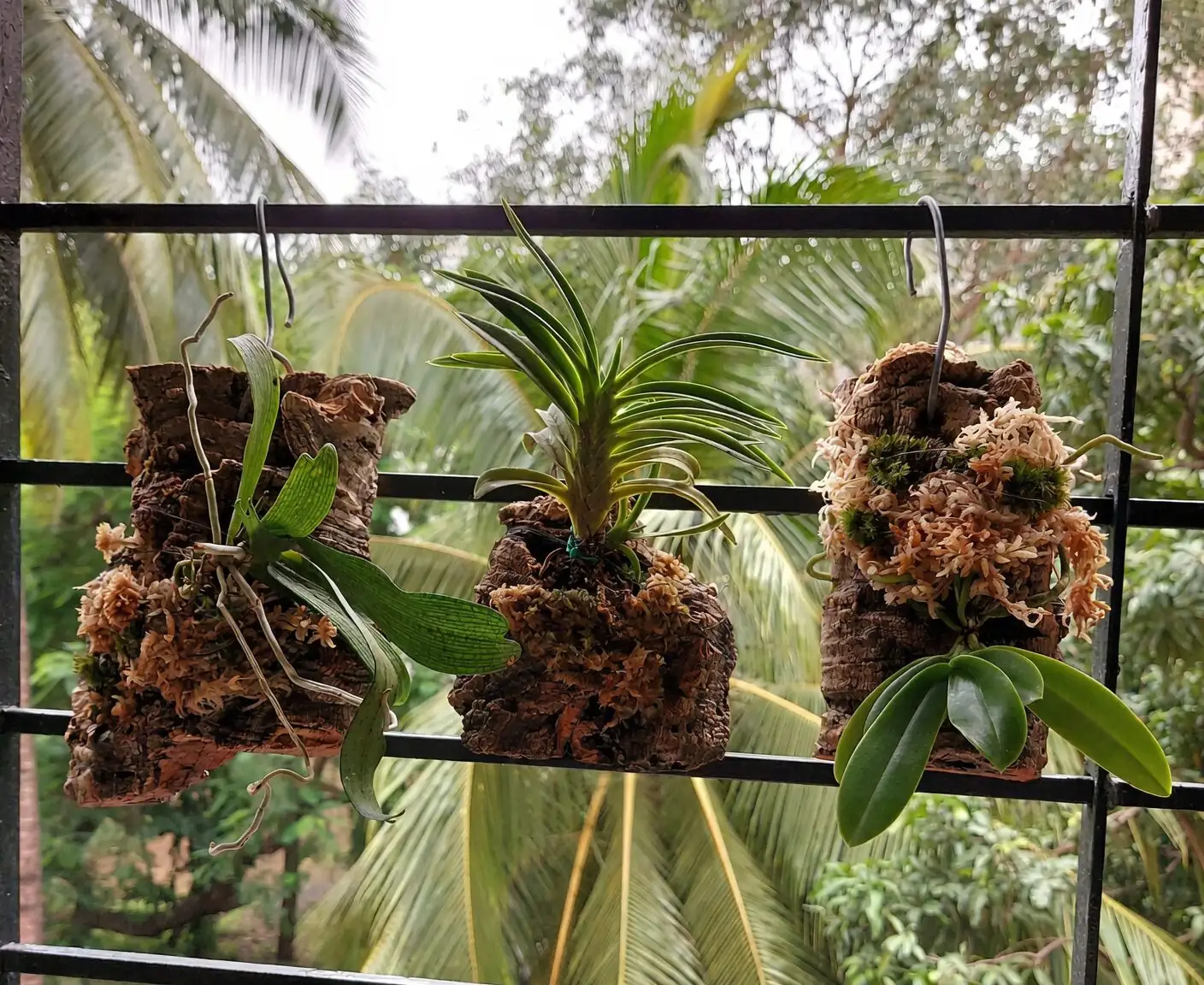 oncidium mounted on cork bark