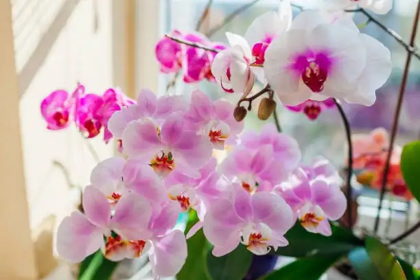 oncidium orchid flower close up