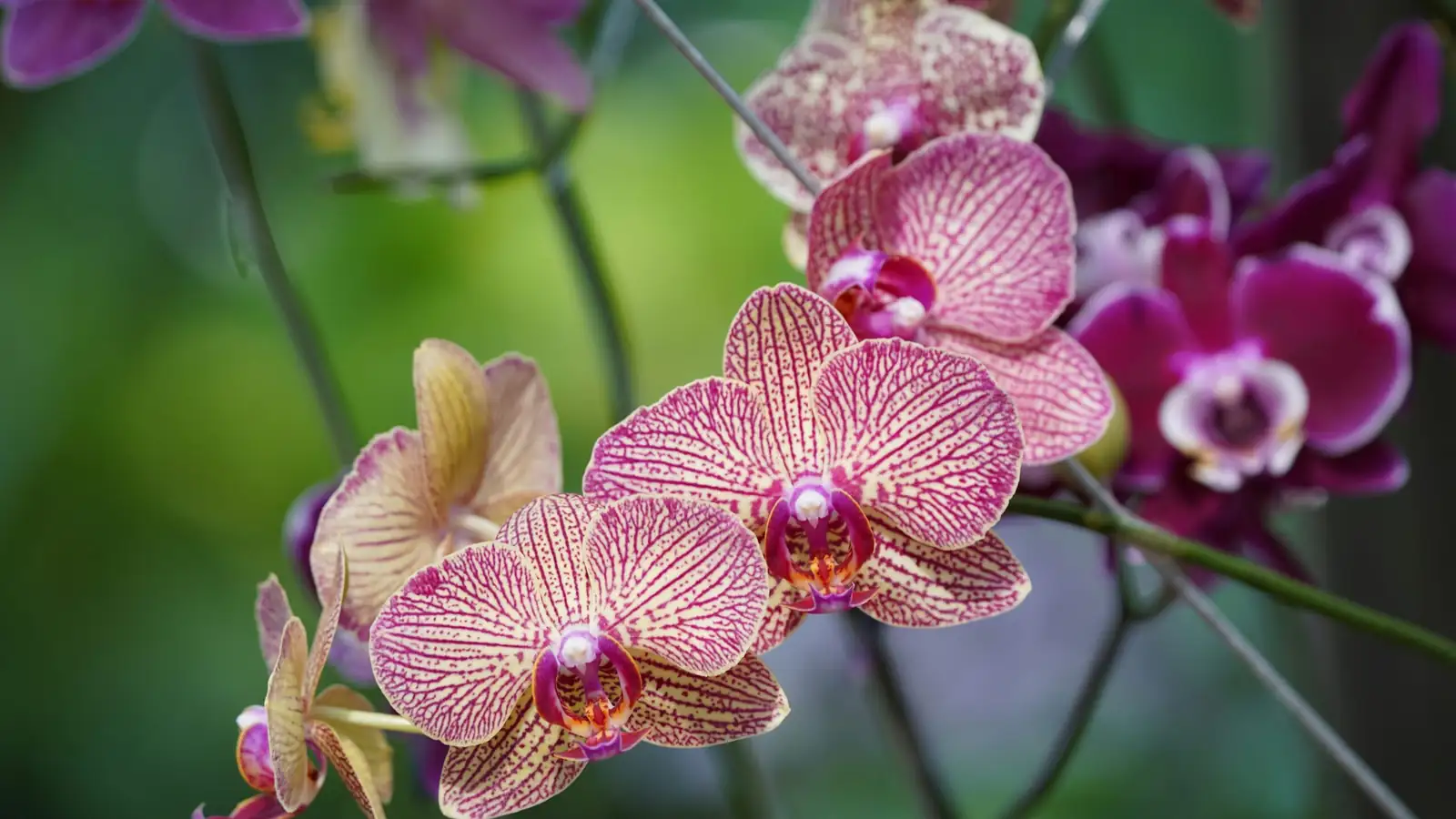 oncidium orchid shaded balcony