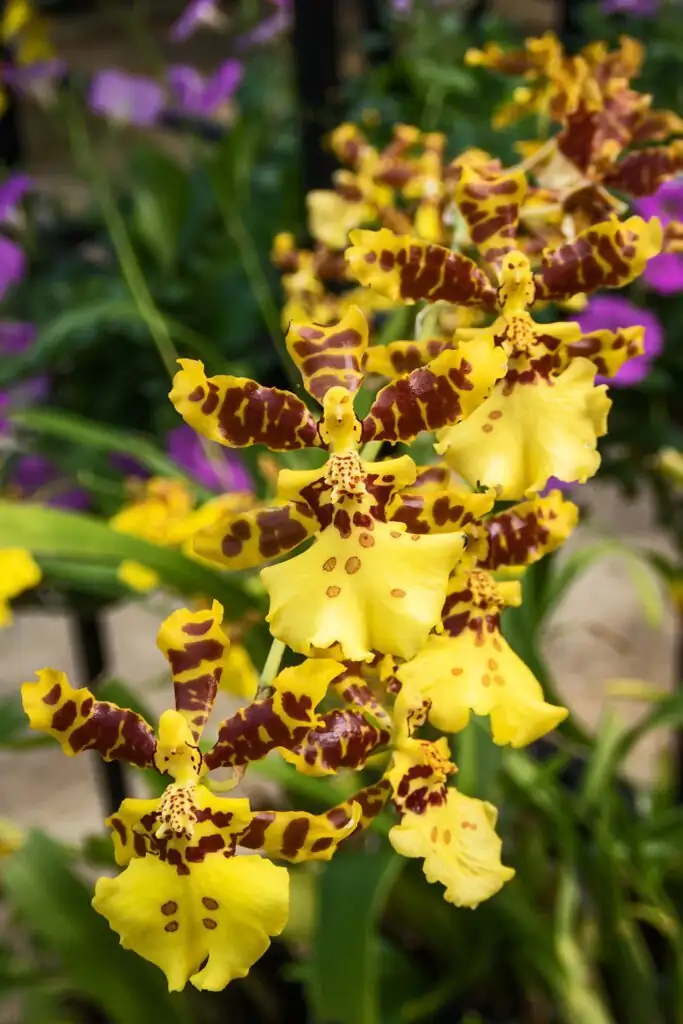 oncidium orchid shopping garden center