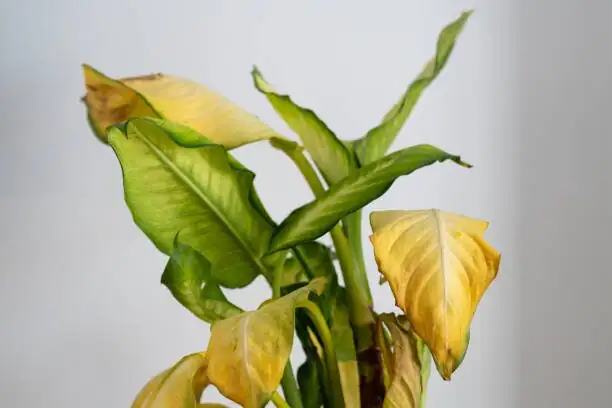 oncidium leaf sunburn spots