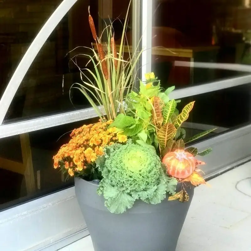 freesia watering pot rim