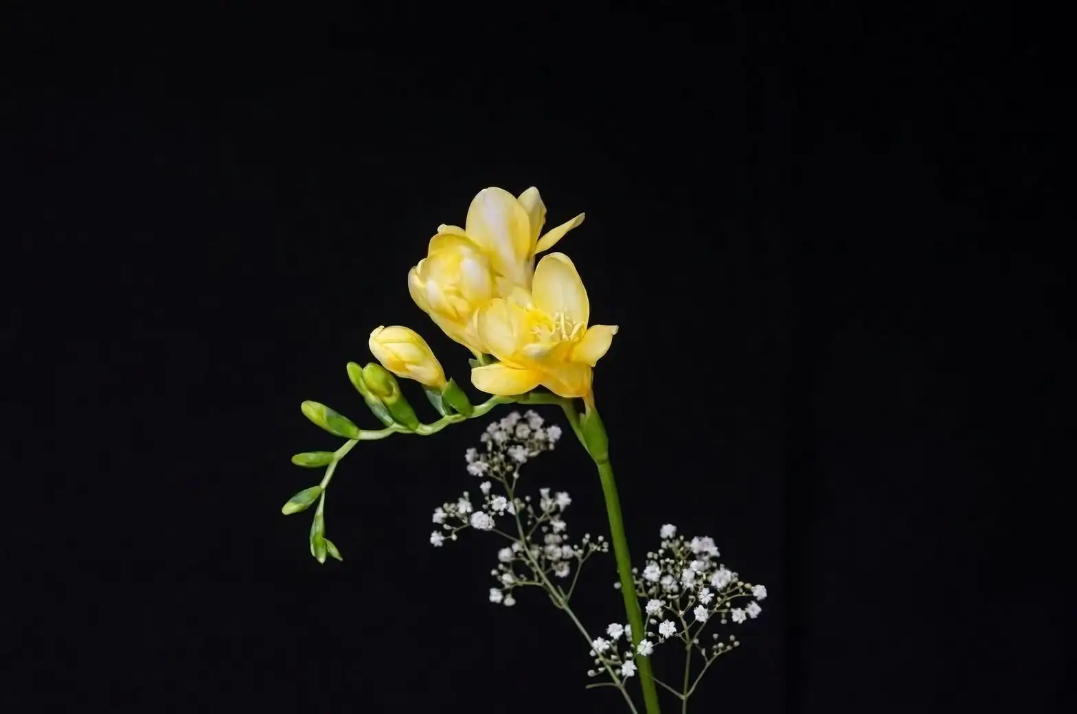 freesia flower stakes support