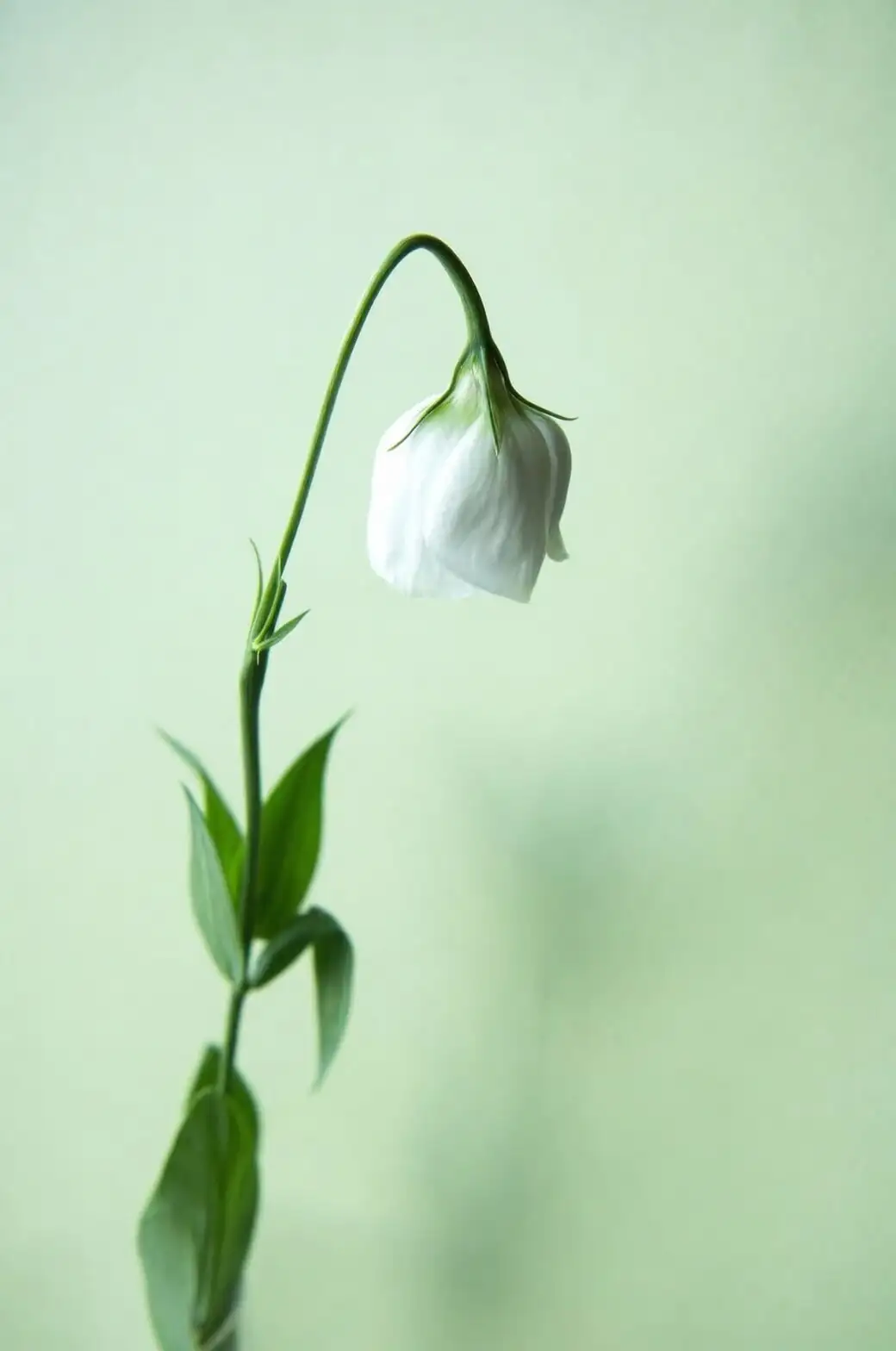 freesia drooping flower stems