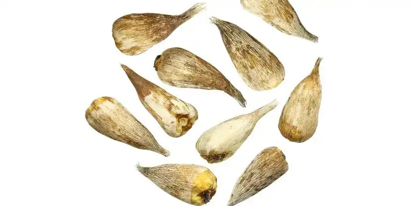 freesia corm rot close-up