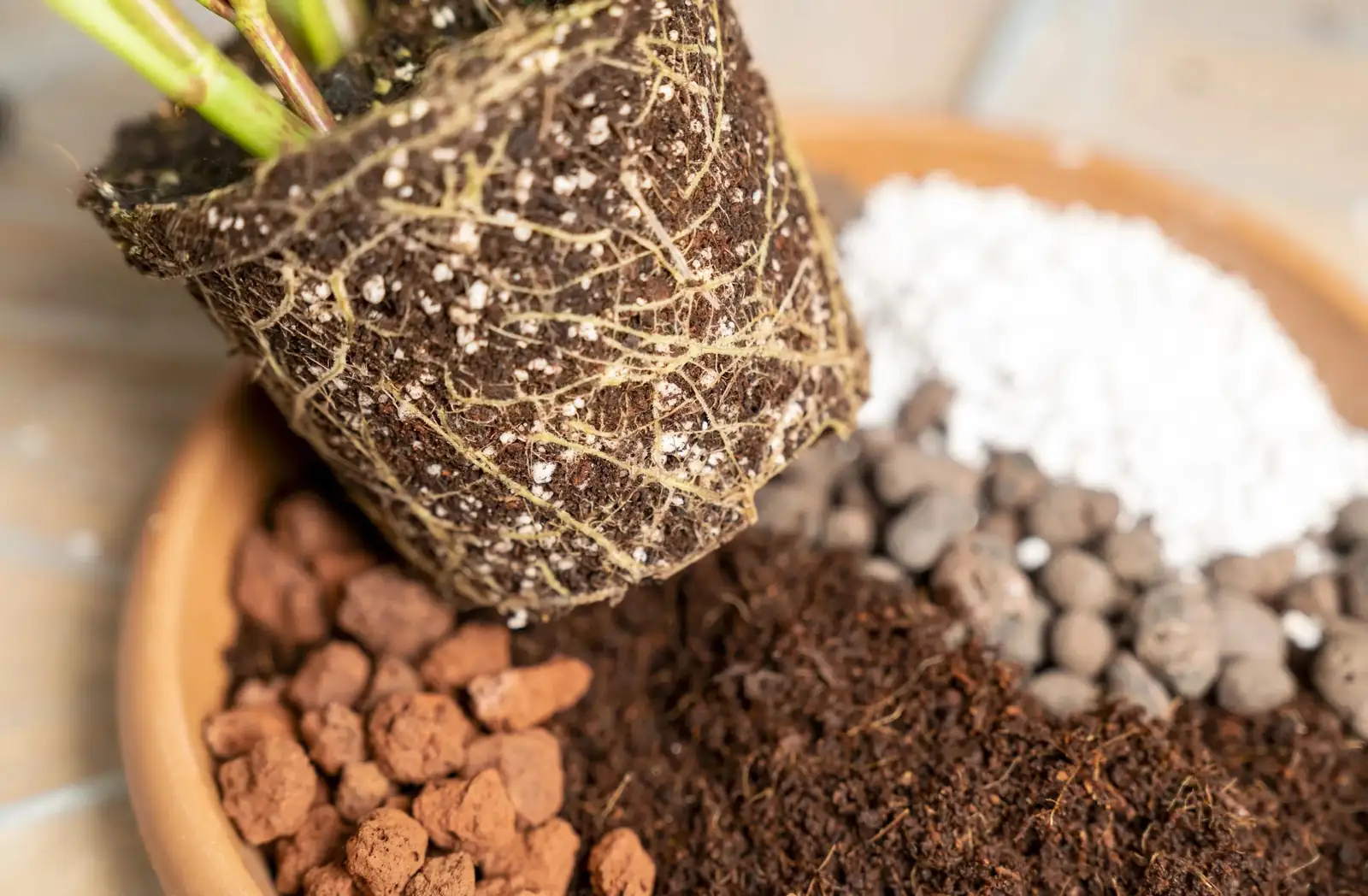 freesia potting mix drainage setup