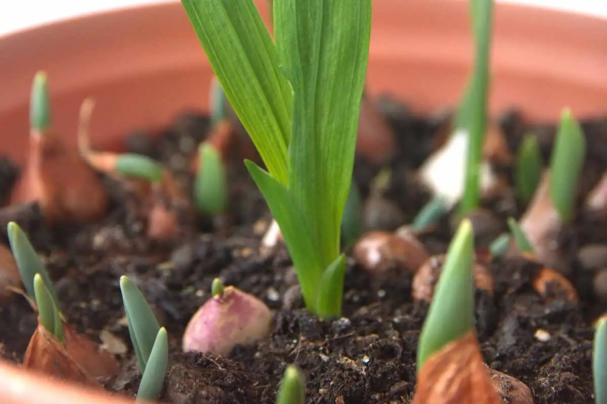 freesia bulbs sprouting in soil