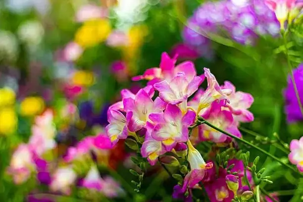 freesia flower spike close-up