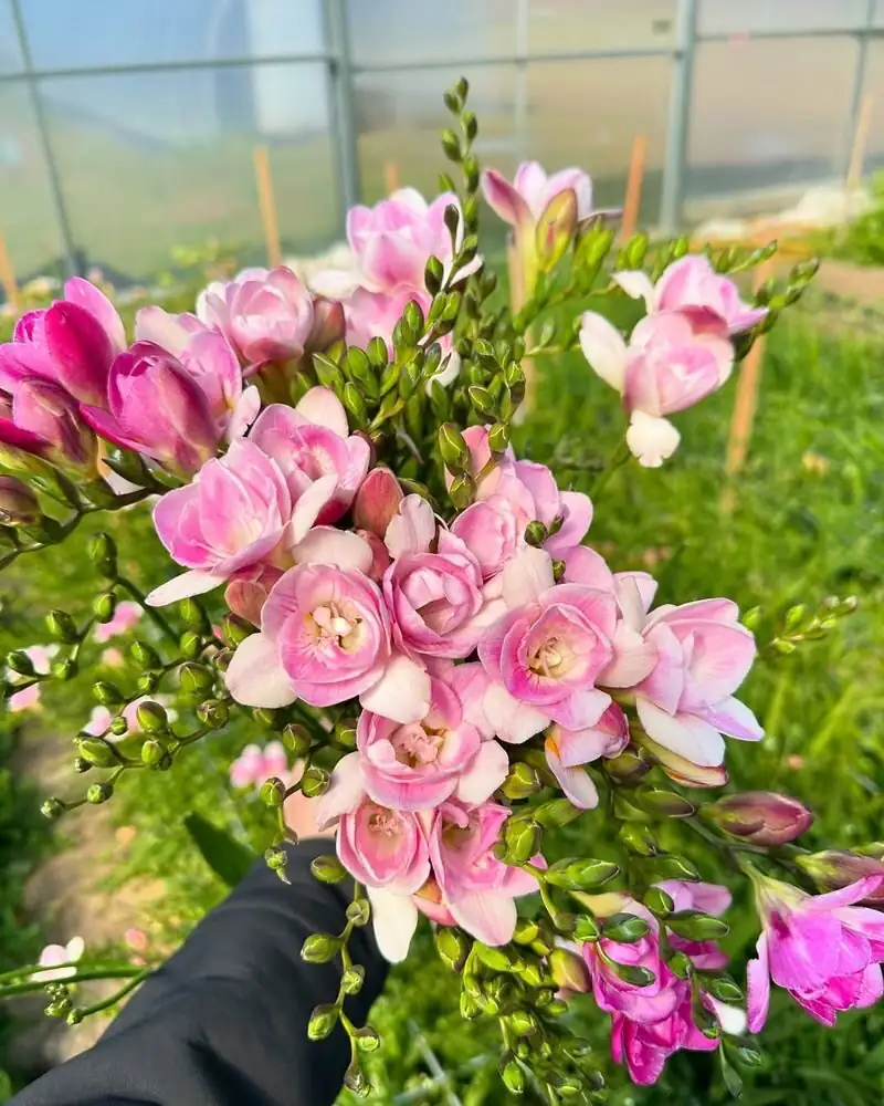 freesia pruning spent flowers