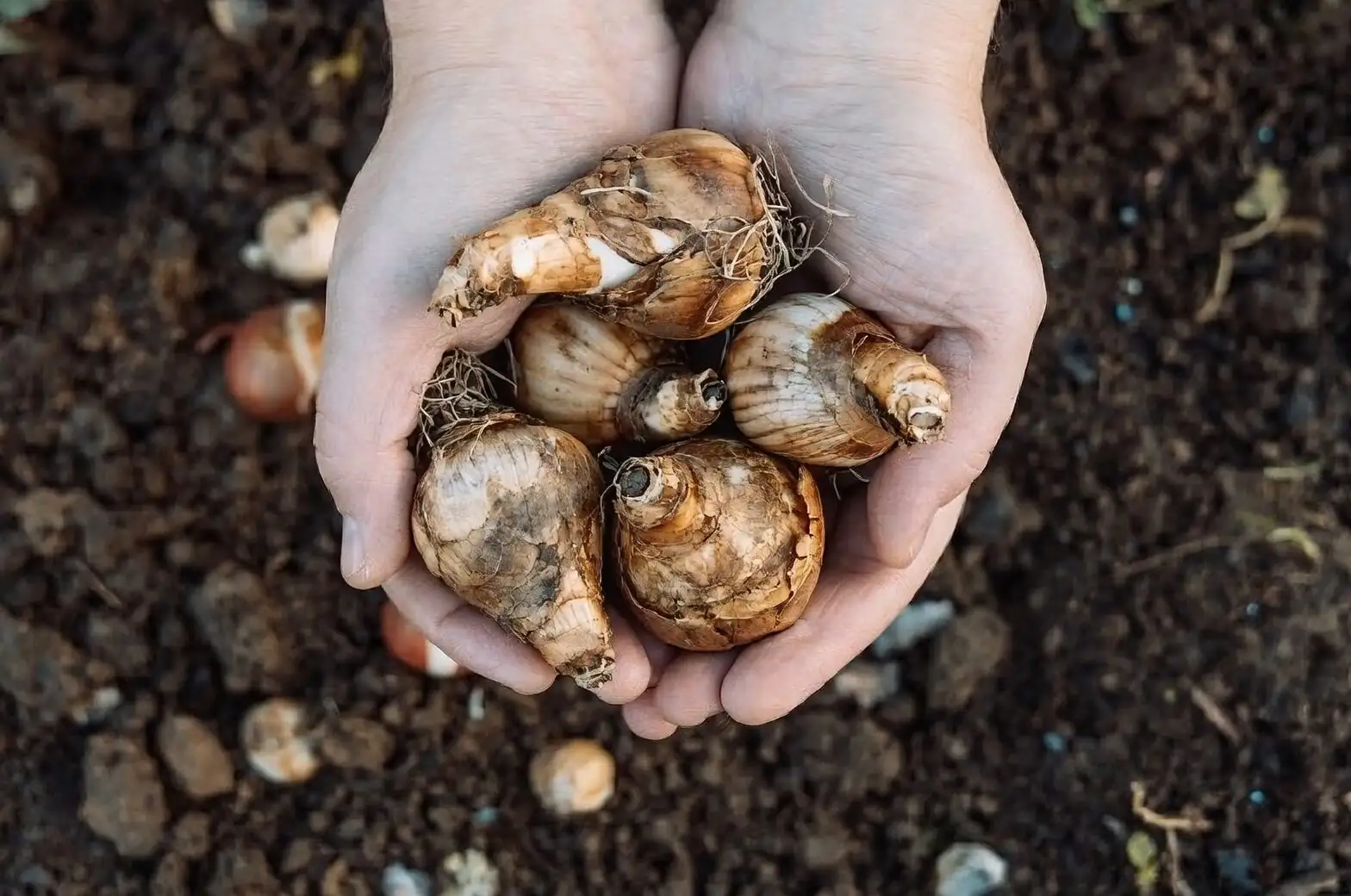 freesia bulbs division hands