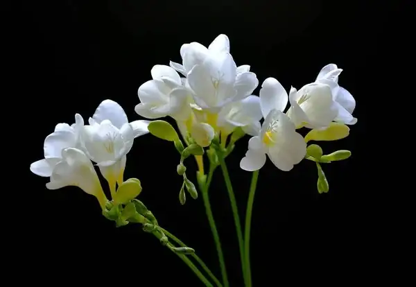 freesia flower close-up white yellow