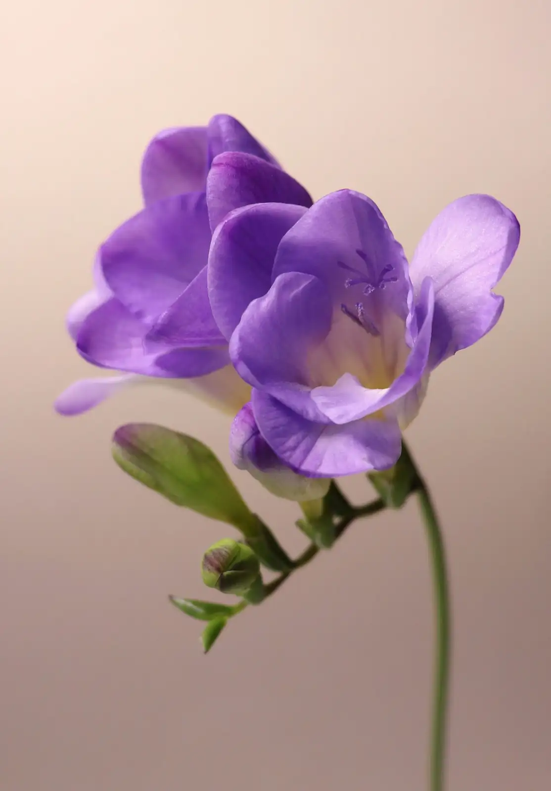 freesia flower spike close-up