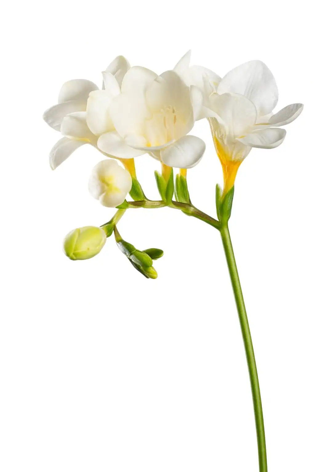 freesia first bloom colored buds