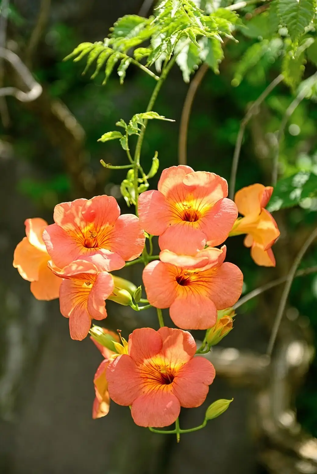freesia trumpet flowers close up
