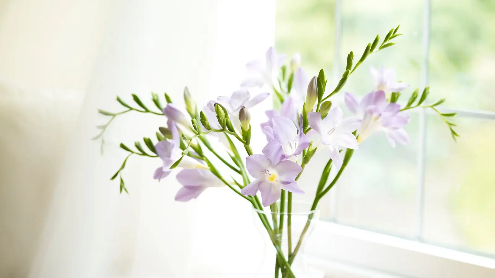 freesia on south window sunlight