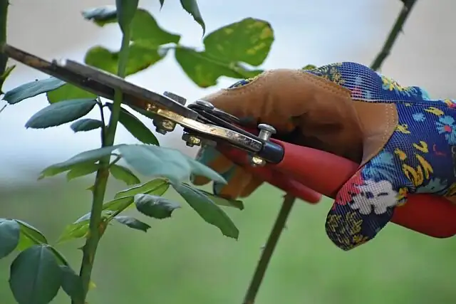 freesia cutting with pruning shears
