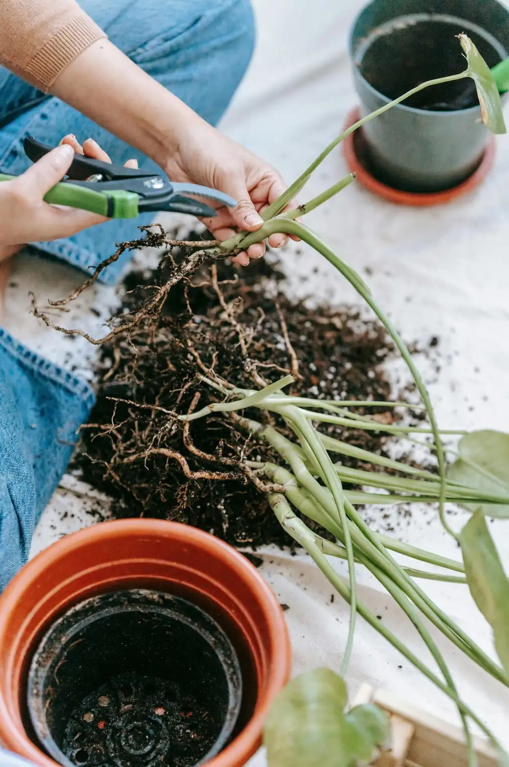 freesia add soil around stems