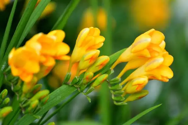 freesia stems staked with soft ties