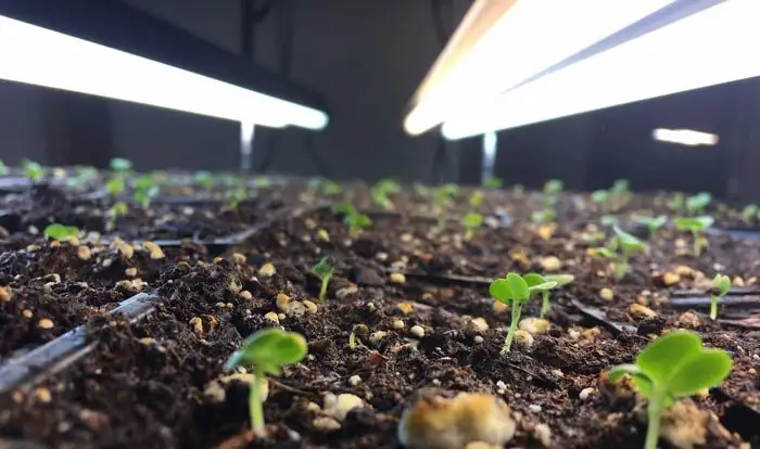 freesia LED grow light setup