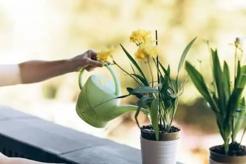 freesia watering with drainage