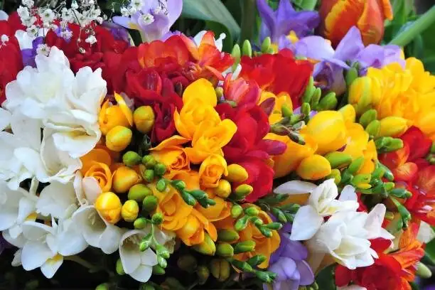 freesia multicolor bouquet close-up