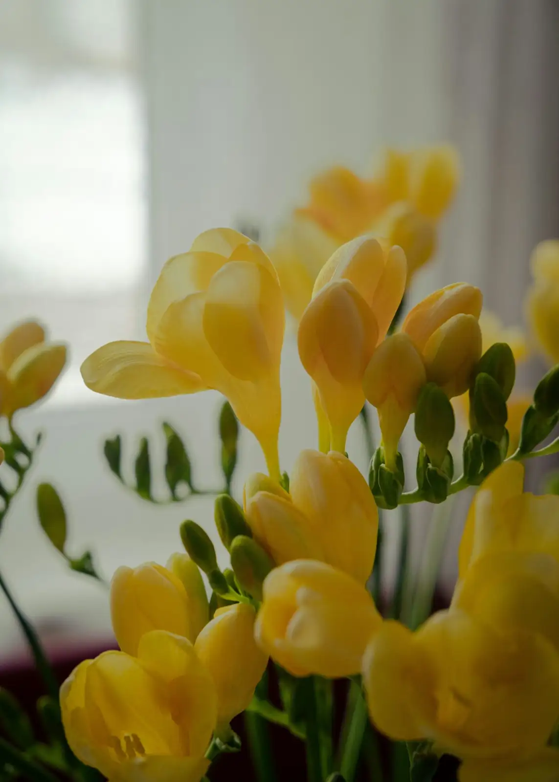 freesia cut stems water vase