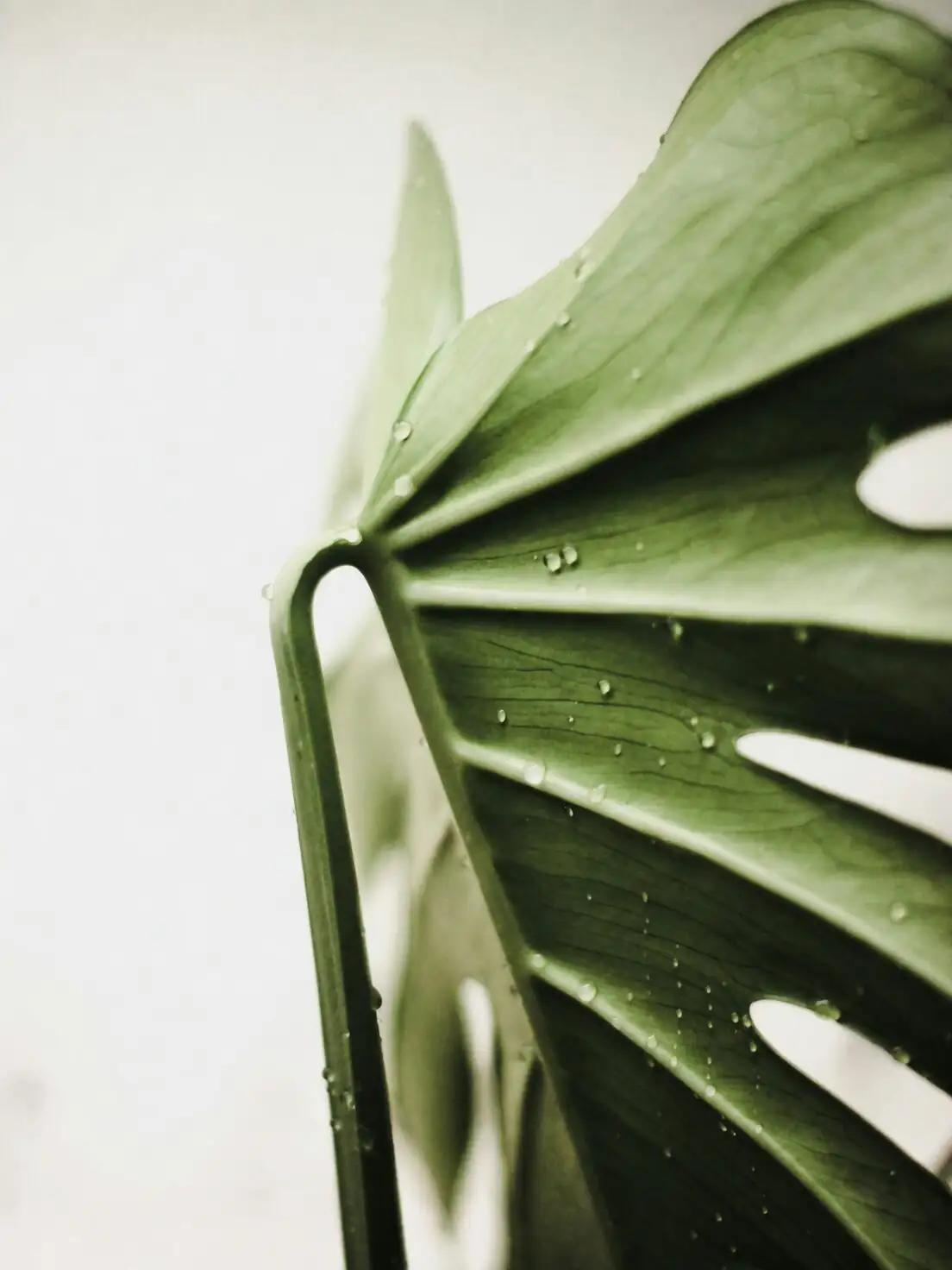ardisia crenata misting leaves underside