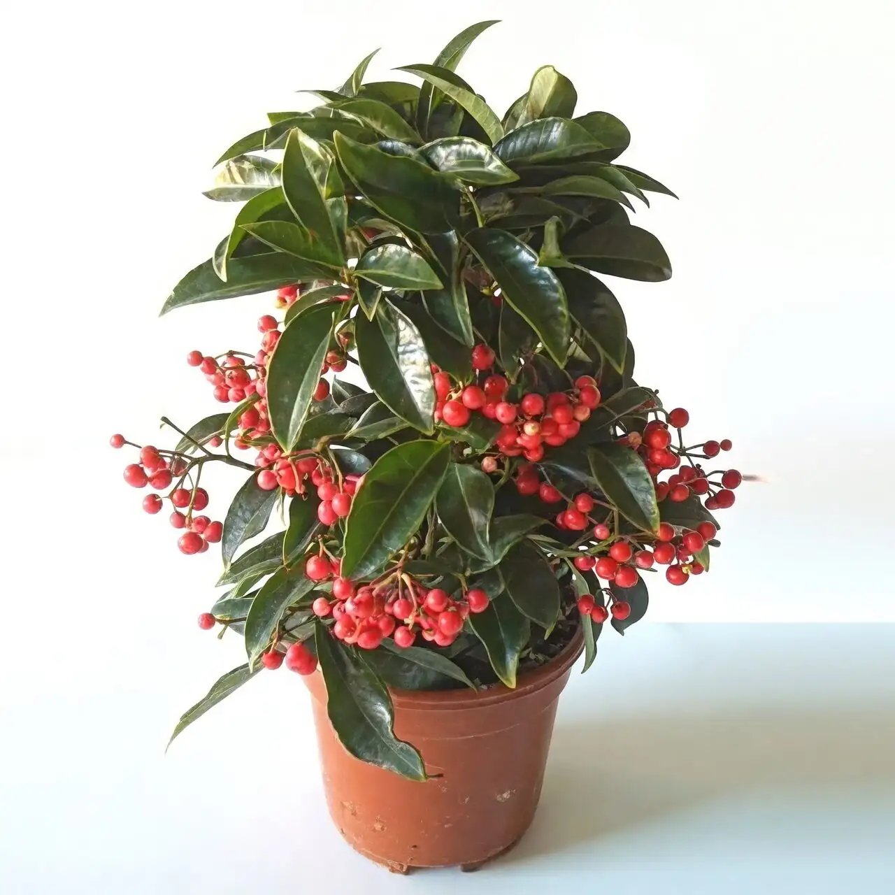ardisia crenata repotting soil mix