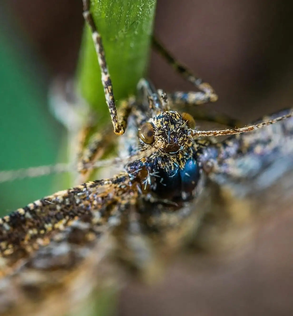 ardisia crenata scale insects close-up