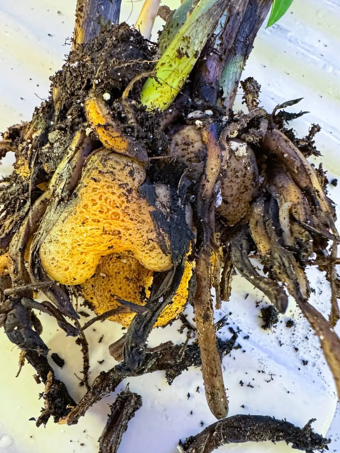 ardisia crenata rotten roots close-up