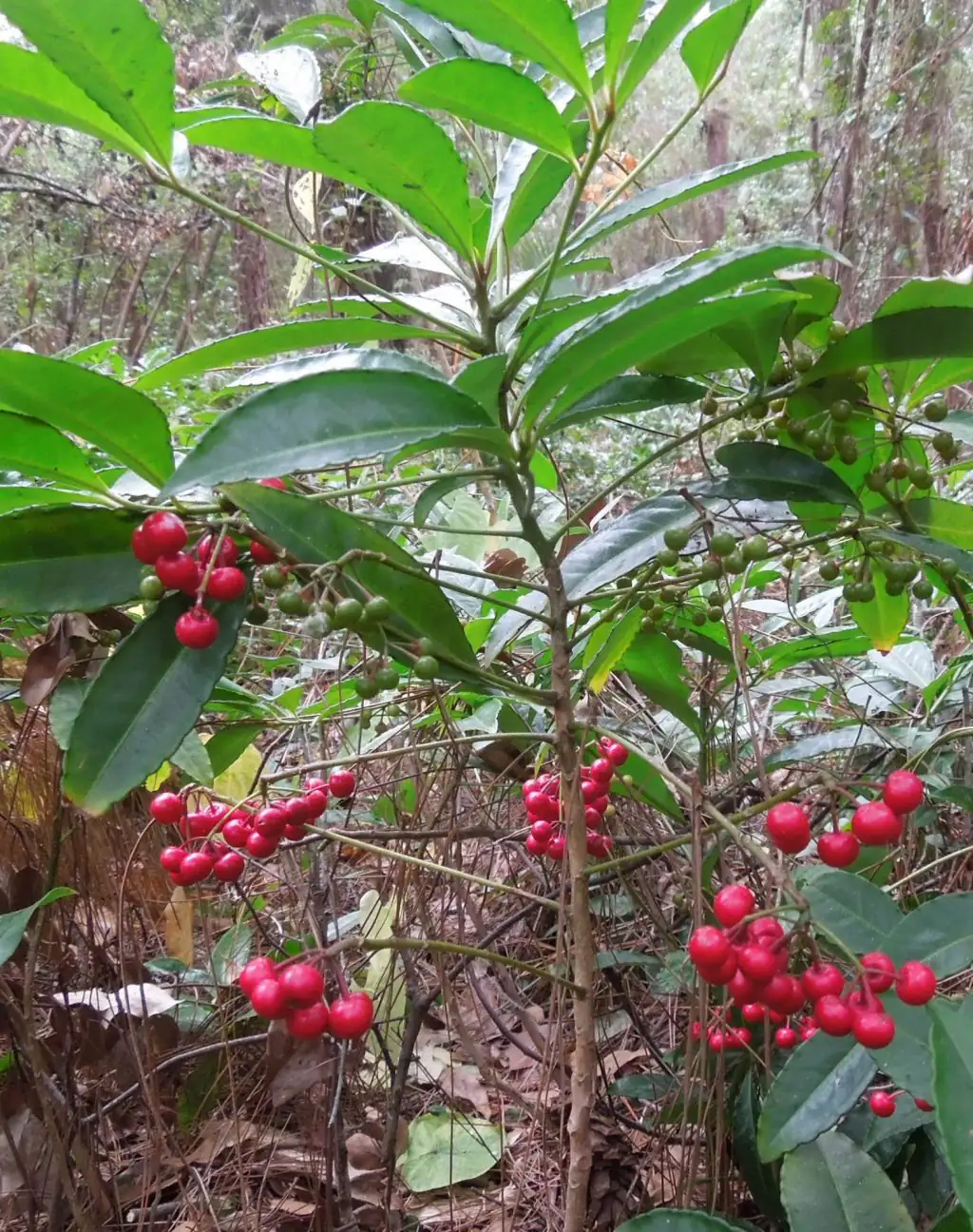 ardisia crenata forest understory