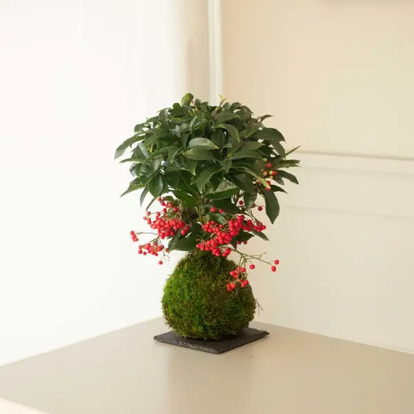 ardisia crenata Japanese garden moss