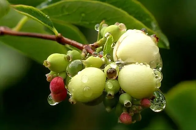 ardisia crenata winter berries close up